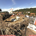 14_05-nest.jpg