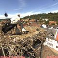 14_10-nest.jpg