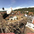 14_15-nest.jpg