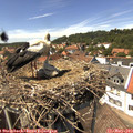 14_25-nest.jpg