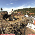 14_30-nest.jpg