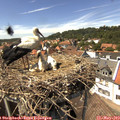 14_35-nest.jpg