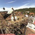 14_40-nest.jpg