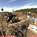 14_45-nest.jpg