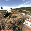 14_50-nest.jpg