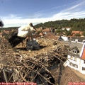 14_55-nest.jpg