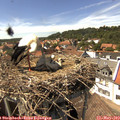 15_00-nest.jpg