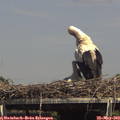 15_05-mast.jpg