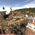 15_05-nest.jpg