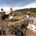 15_10-nest.jpg