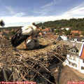 15_15-nest.jpg