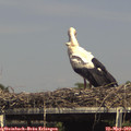 15_20-mast.jpg