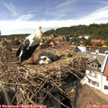 15_20-nest.jpg