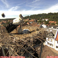 15_25-nest.jpg