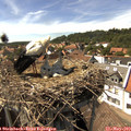 15_30-nest.jpg