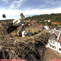 15_40-nest.jpg