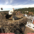 15_45-nest.jpg