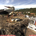 15_50-nest.jpg