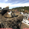 15_55-nest.jpg