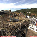 16_00-nest.jpg