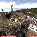16_05-nest.jpg