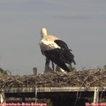 16_10-mast.jpg