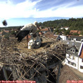 16_10-nest.jpg
