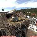 16_15-nest.jpg