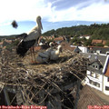 16_20-nest.jpg
