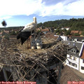 16_25-nest.jpg