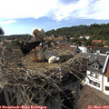 16_30-nest.jpg