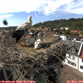 16_35-nest.jpg