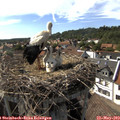 16_40-nest.jpg