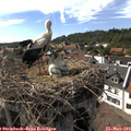 16_45-nest.jpg