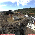 16_50-nest.jpg