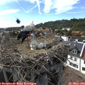 16_55-nest.jpg