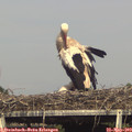 17_00-mast.jpg