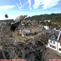 17_00-nest.jpg