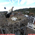 17_05-nest.jpg