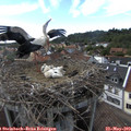 17_10-nest.jpg
