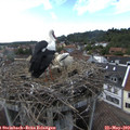 17_15-nest.jpg