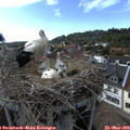 17_20-nest.jpg