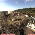 17_25-nest.jpg