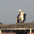 17_30-mast.jpg