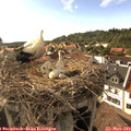 17_30-nest.jpg