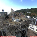 17_35-nest.jpg