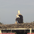 17_40-mast.jpg