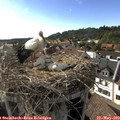 17_40-nest.jpg