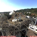 17_45-nest.jpg