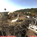 17_50-nest.jpg